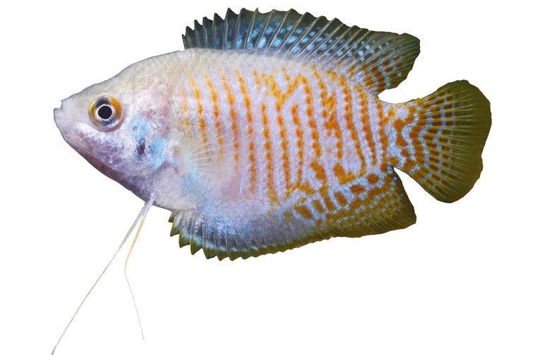 Gouden draadvinvis voor aquarium