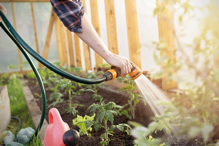 Een persoon bewater planten in een serre met een tuinslang.
