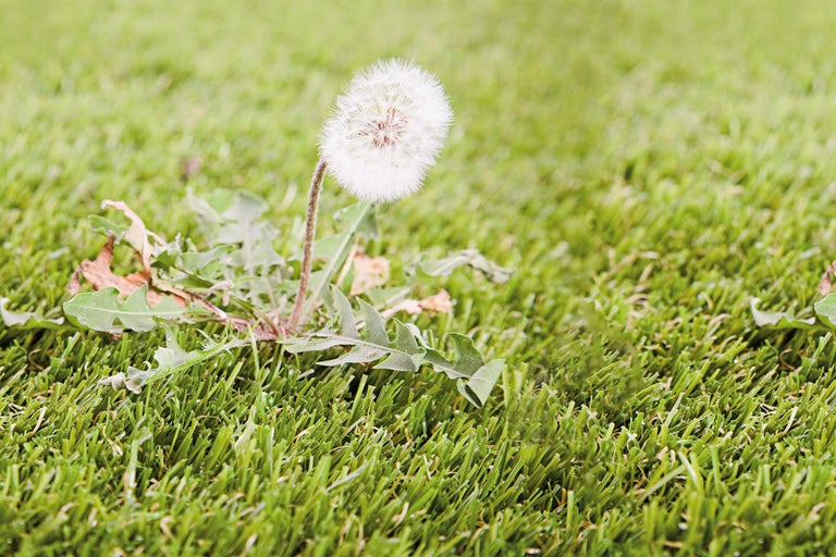 Paardenbloem op gazon