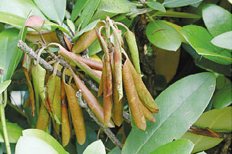 Close-up van rhododendronbladeren met droogteschade