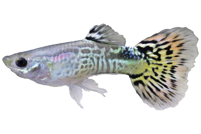 Enkele guppy siervis