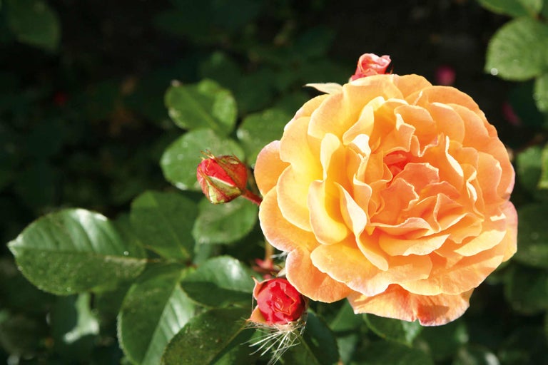 Close-up van een oranje rozenbloem