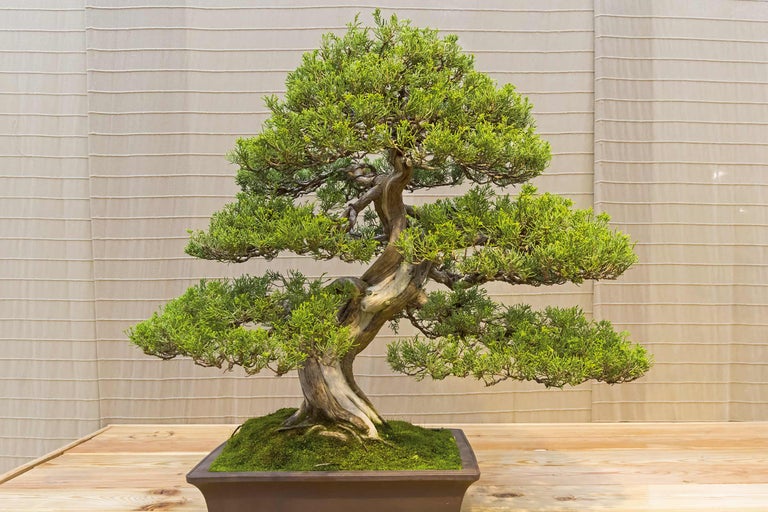 Bonsai boom in een pot