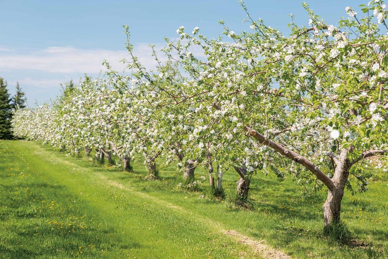 Rij bloeiende fruitbomen in een kwekerij