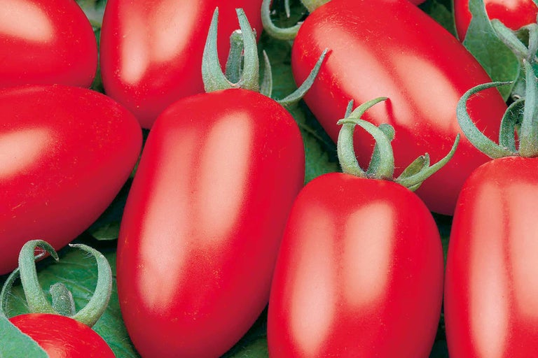 San Marzano tomaten op bladeren