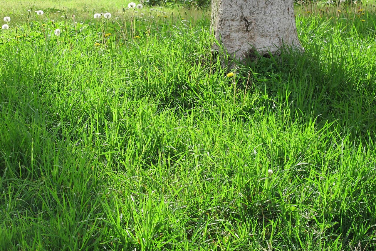 Weide met gras en boomstam