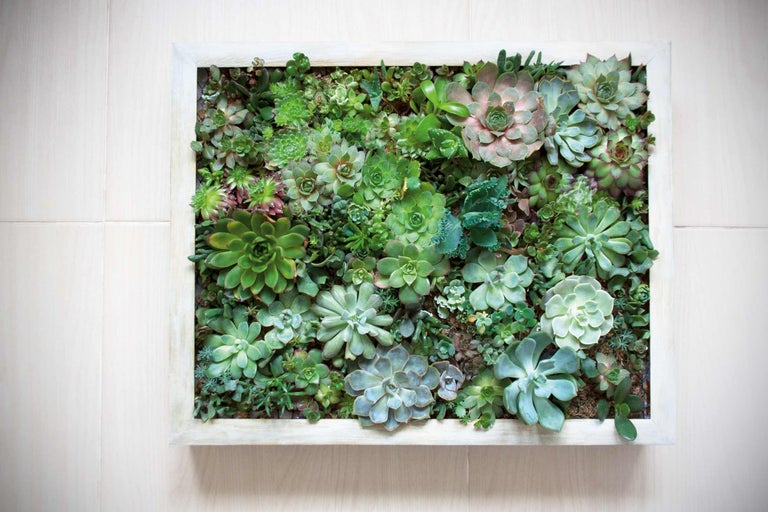 Plantenwand met vetplanten
