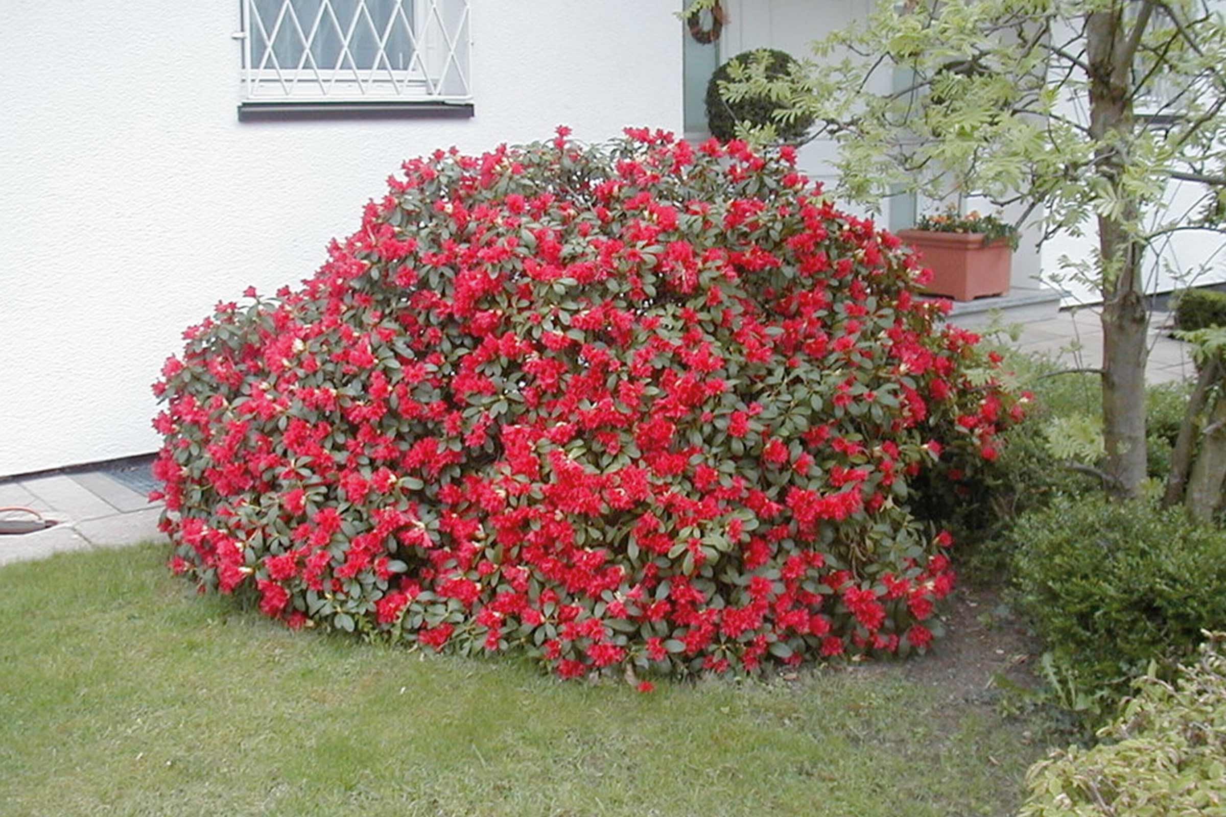 Bloeiende rododendron in de tuin