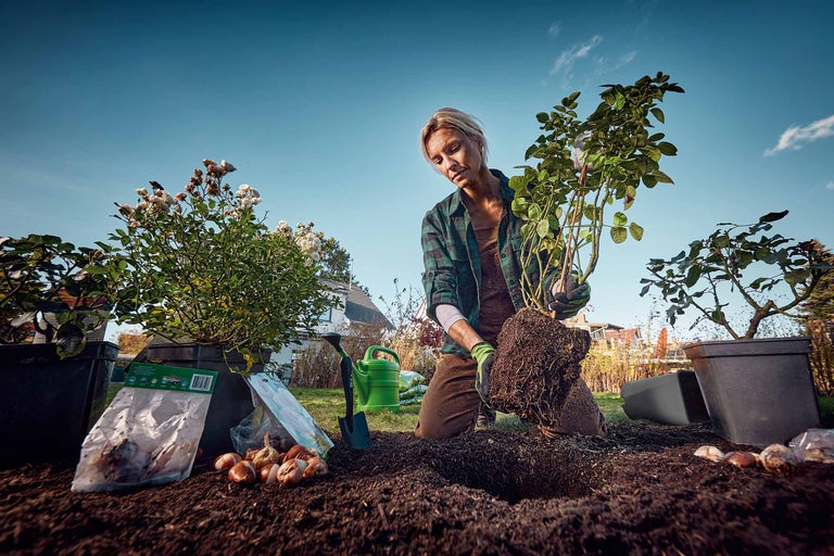 Vrouw plant een roos in de tuin, samen met bloembollen en tuingereedschap.