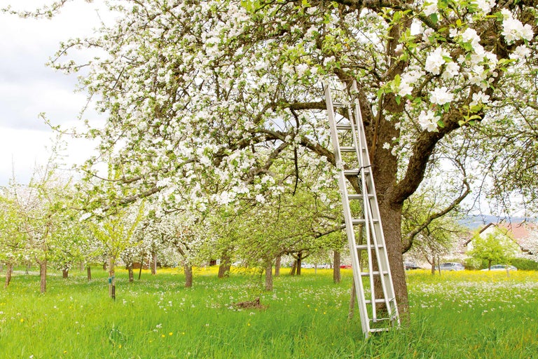 Bloeiende boom met ladder in boomgaard