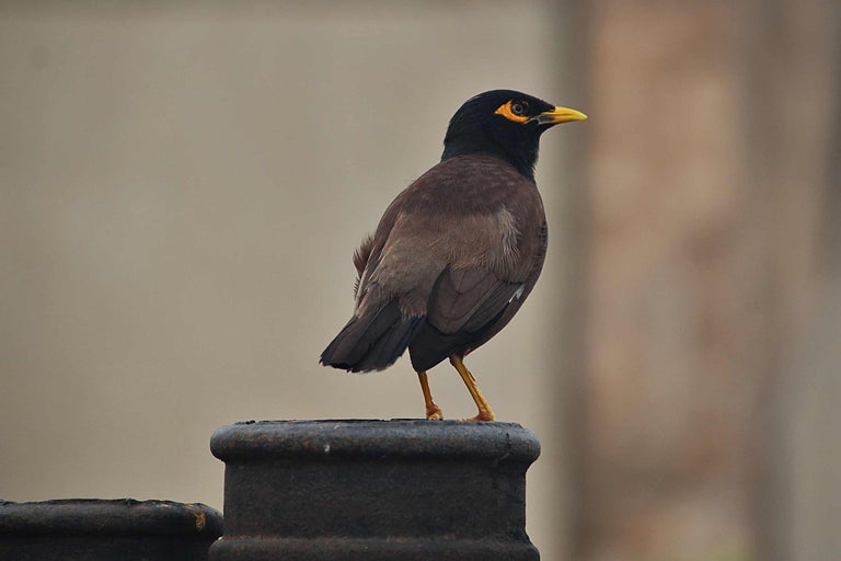 Gewone spreeuw staat op een paal