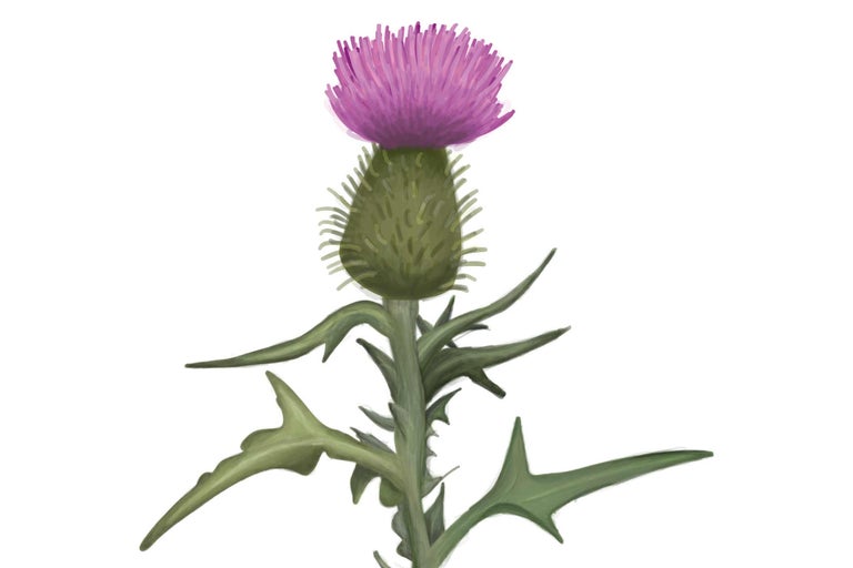 Distelbloem met steel en bladeren