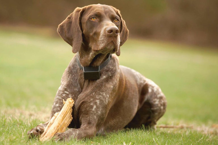 Een Duitse Staande Hond met een halsband ligt in het gras en houdt een stuk hout vast.