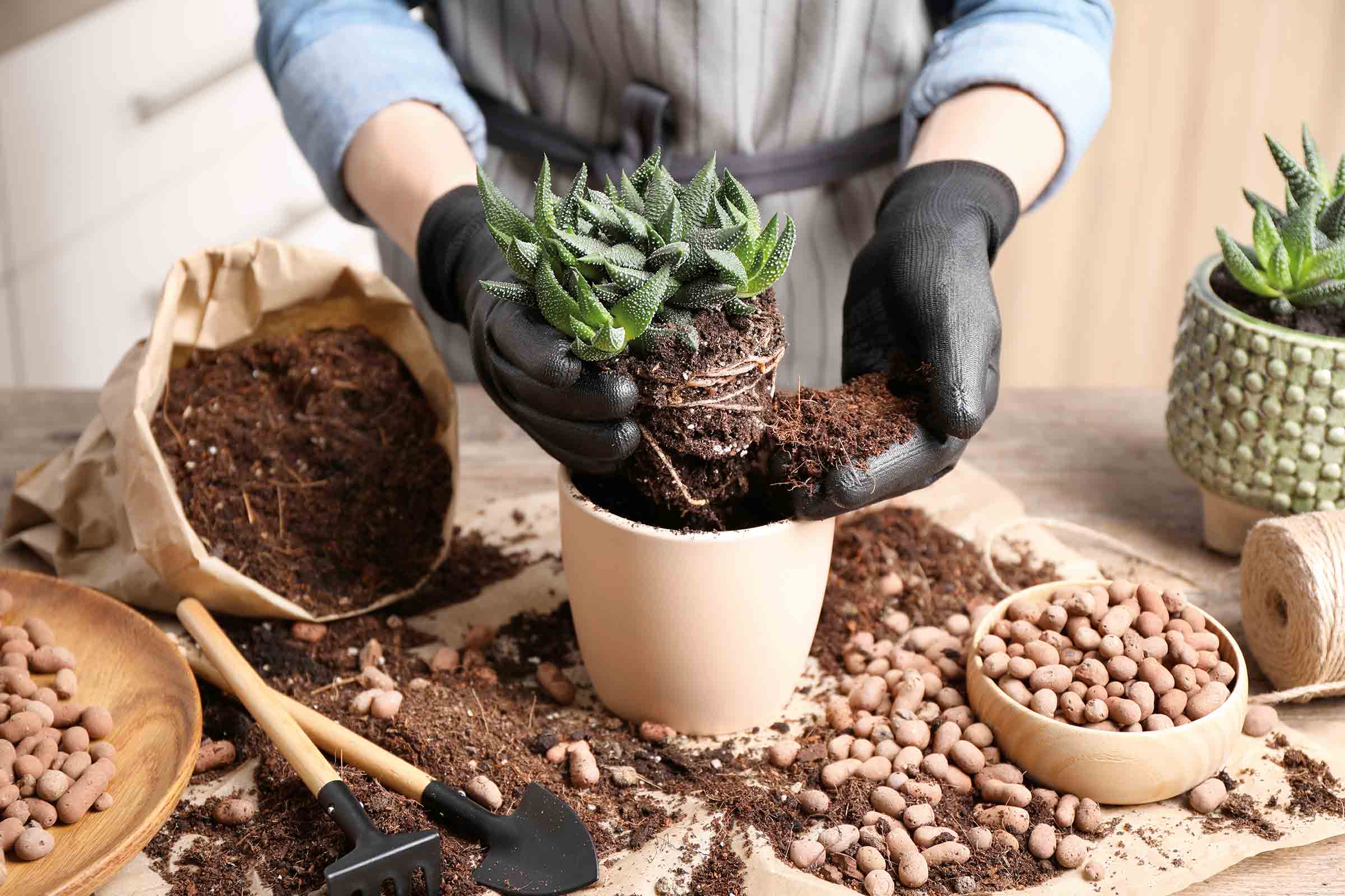 Persoon plant vetplant in pot met aarde en kleikorrels