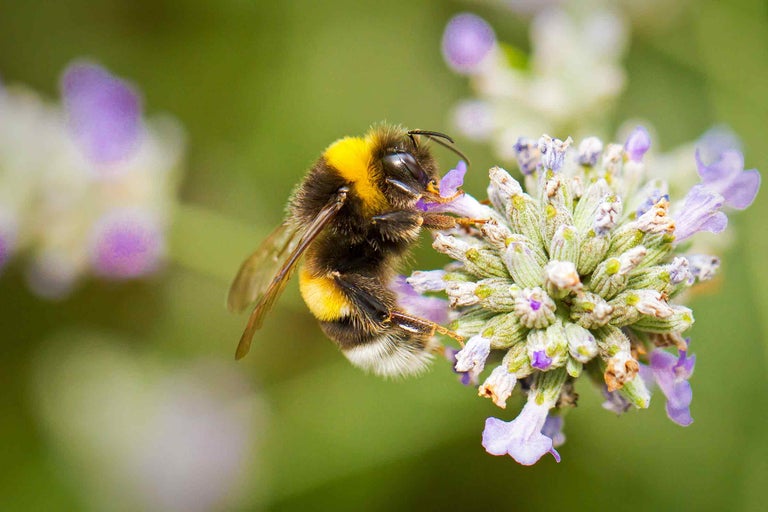 Close-up van een hommel op een lavendelbloem