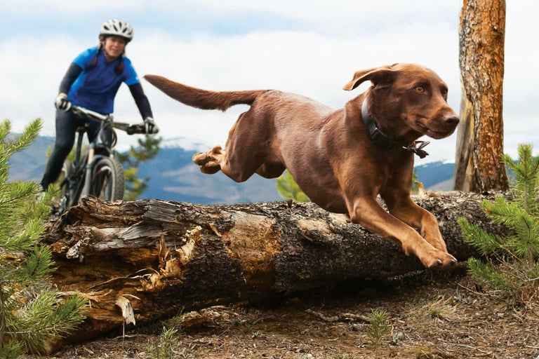 Een hond springt over een boomstam, terwijl een vrouw aan het fietsen is.