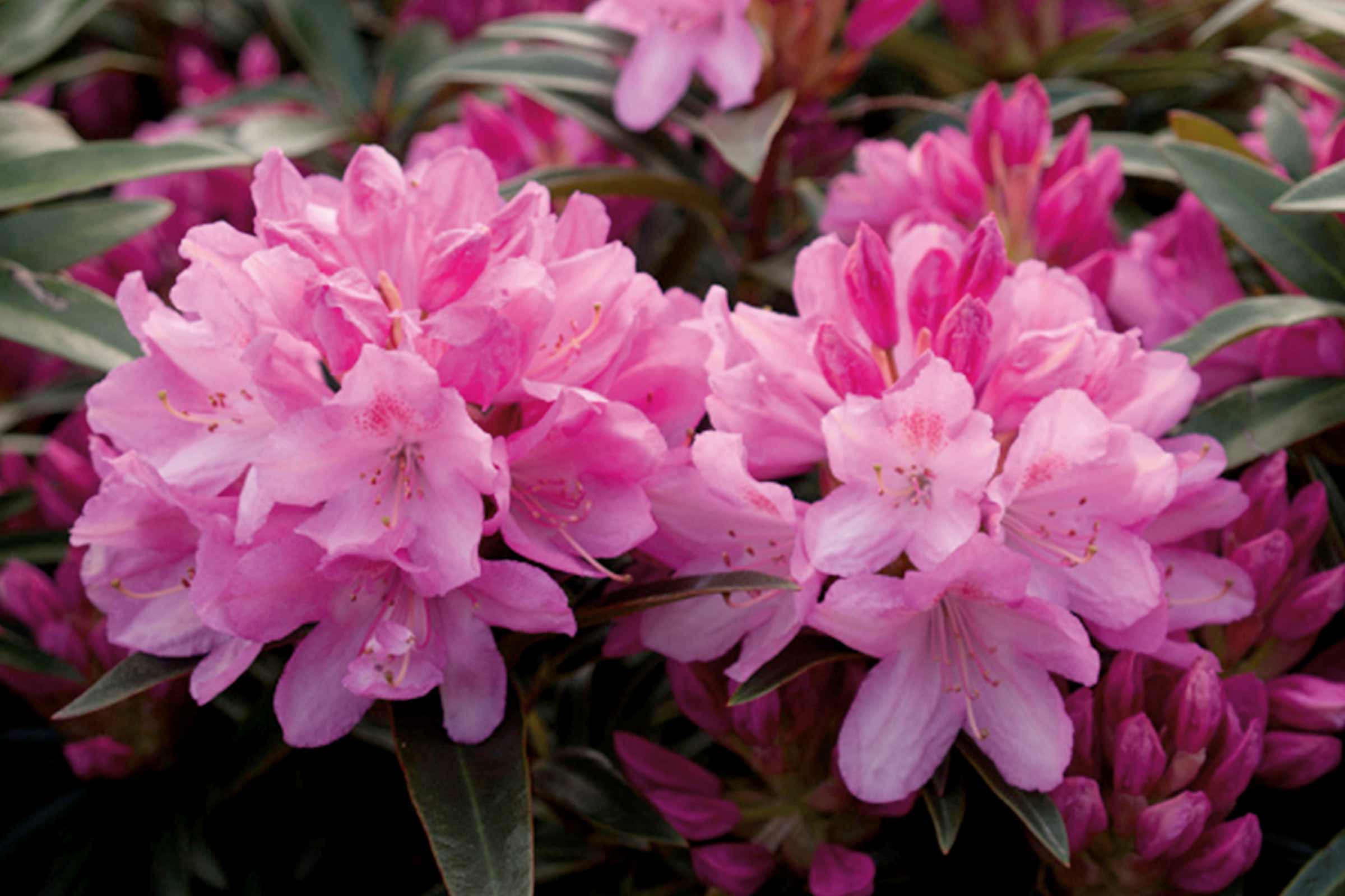Close-up van rododendronbloemen