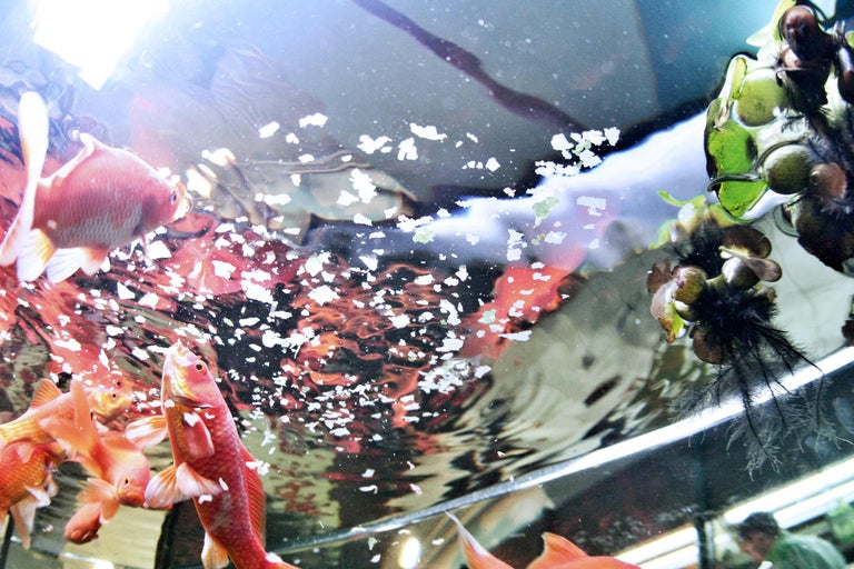 Close-up van goudvissen in een aquarium met planten en voedselvlokken