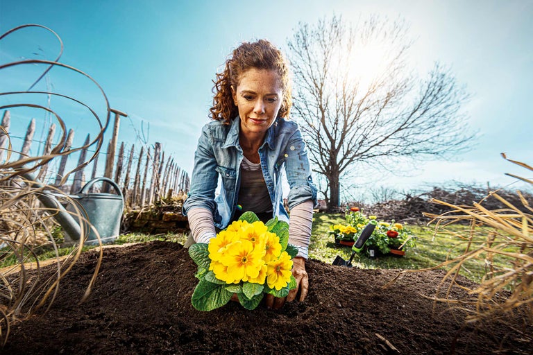 Vrouw plant gele primula's in de tuin.