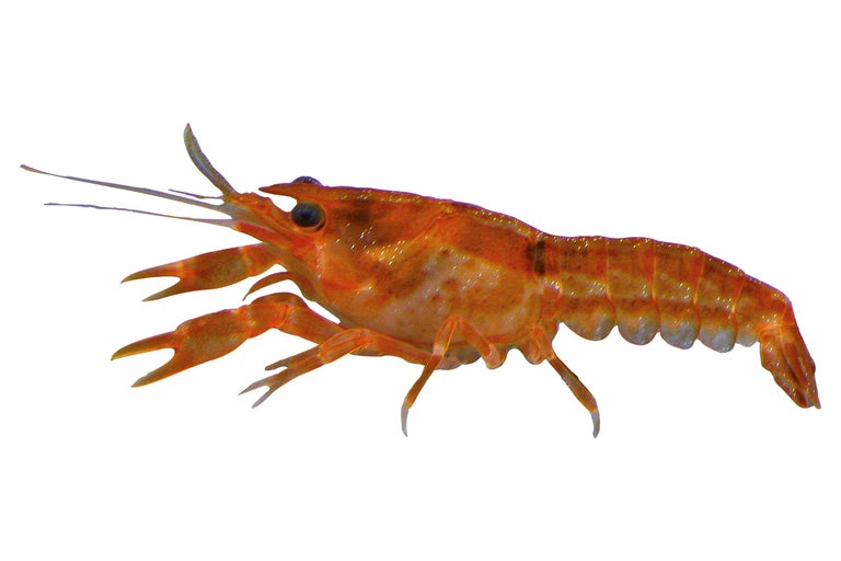 Kunstmatige kreeft als vislokaas