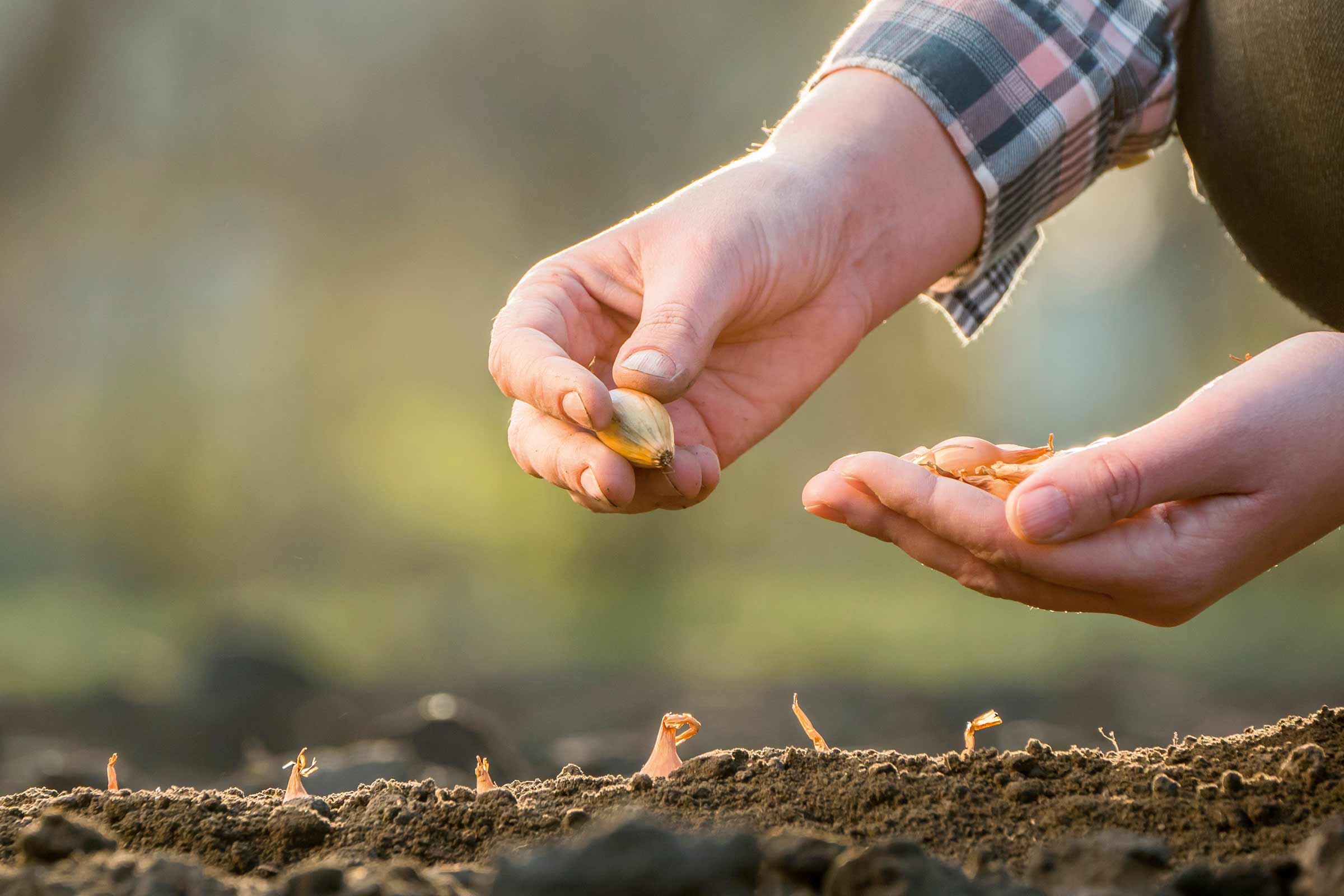 Handen zaaien uien in de grond voor de groenteteelt