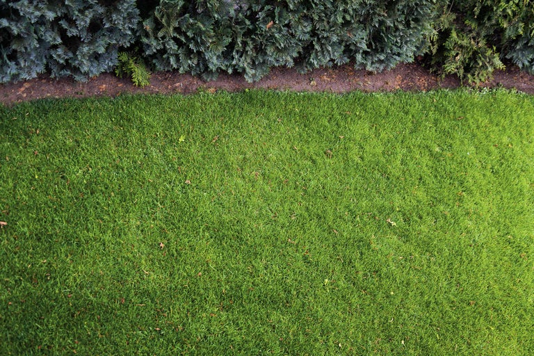Overzicht van een gazon naast een haag