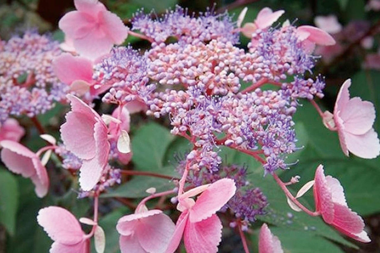 Pluimhortensia met roze en paarse bloemen