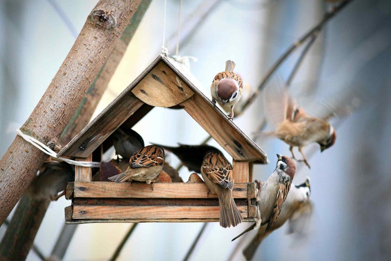 Mussen bij een houten vogelhuisje in de tuin.