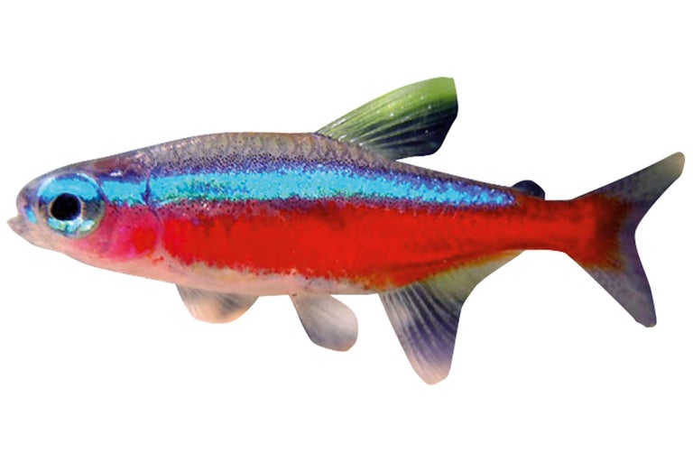 Neonvis voor aquariumdecoratie