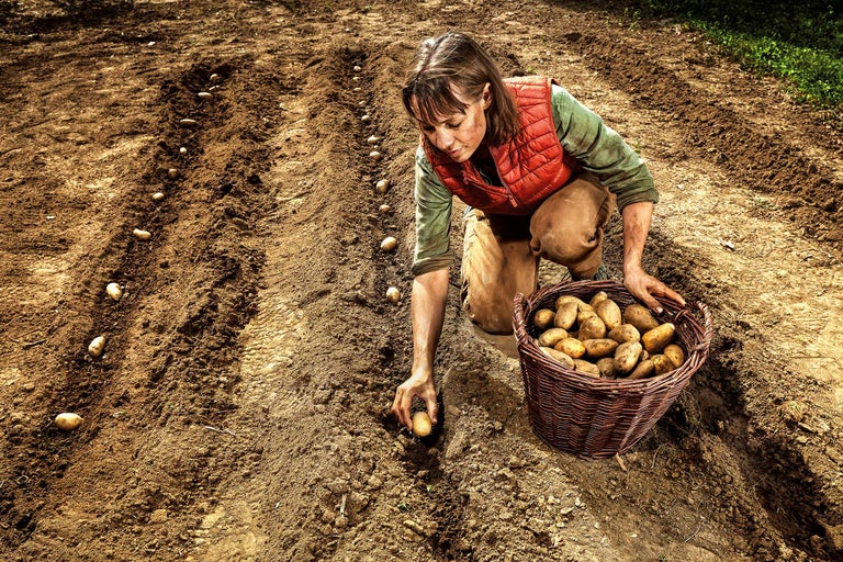 Vrouw plant aardappelen op een veld met een mand vol aardappelen