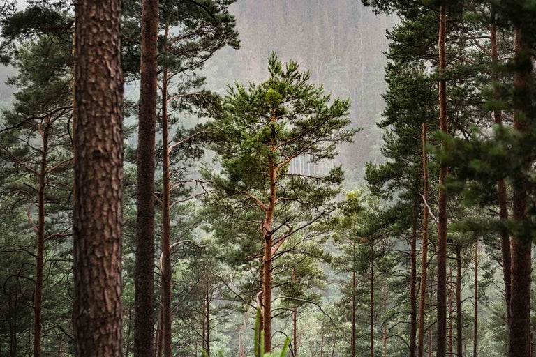 Boslandschap met pijnbomen