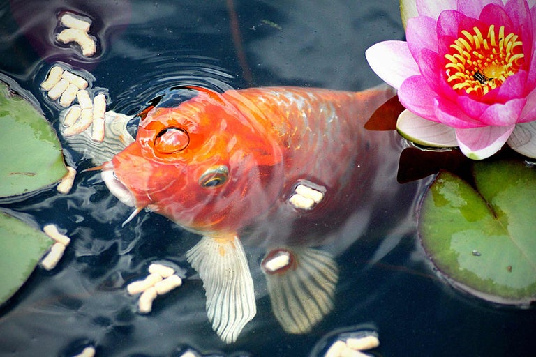 Goudvis in vijver met waterlelie en visvoer