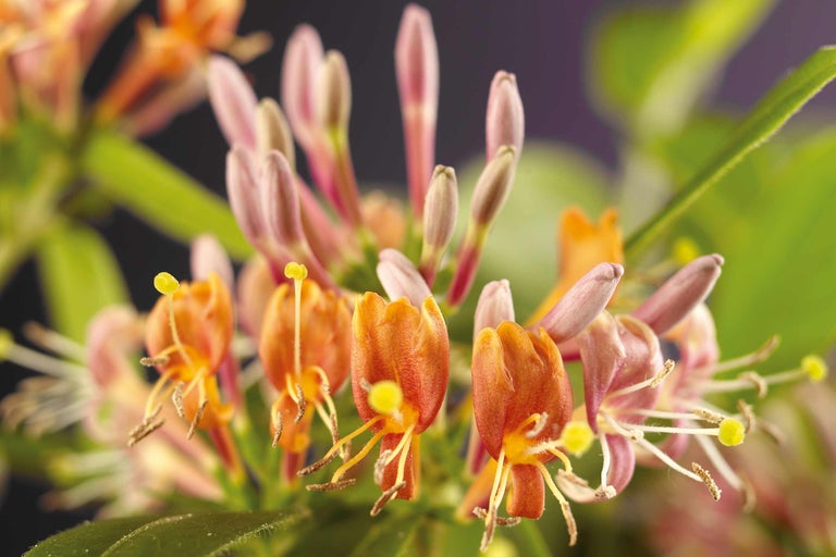 Close-up van kamperfoeliebloemen met bladeren