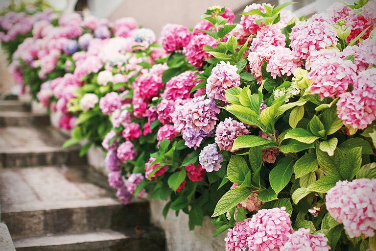 Rij bloeiende hortensia's langs een trap