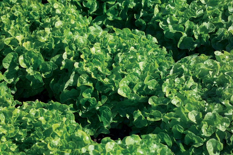 Verse pluksla in de tuin