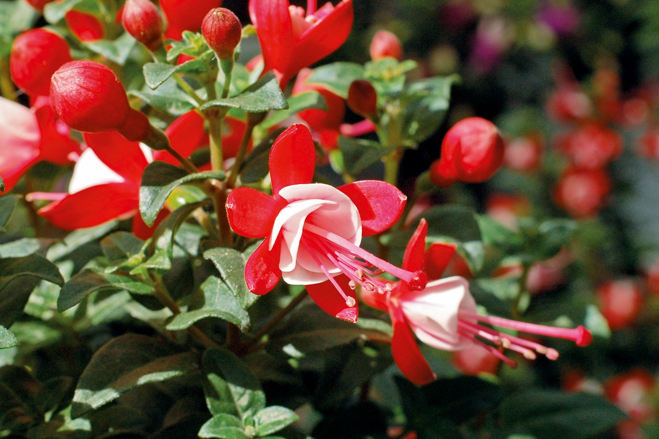 Fuchsia bloem met rode bloemblaadjes en witte kroon