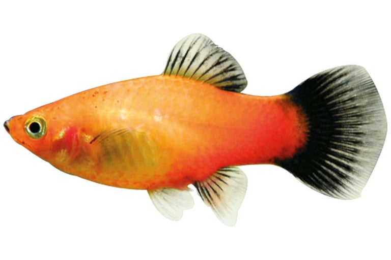 Gouden Platy siervis voor het aquarium