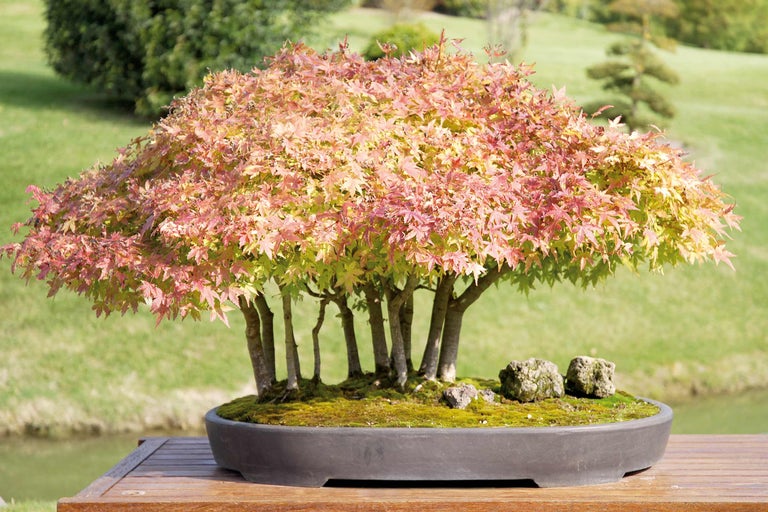 Japanse esdoorn bonsai in pot
