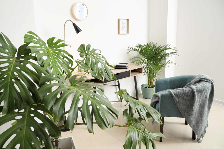 Lichte kamer met bureau, fauteuil en kamerplanten