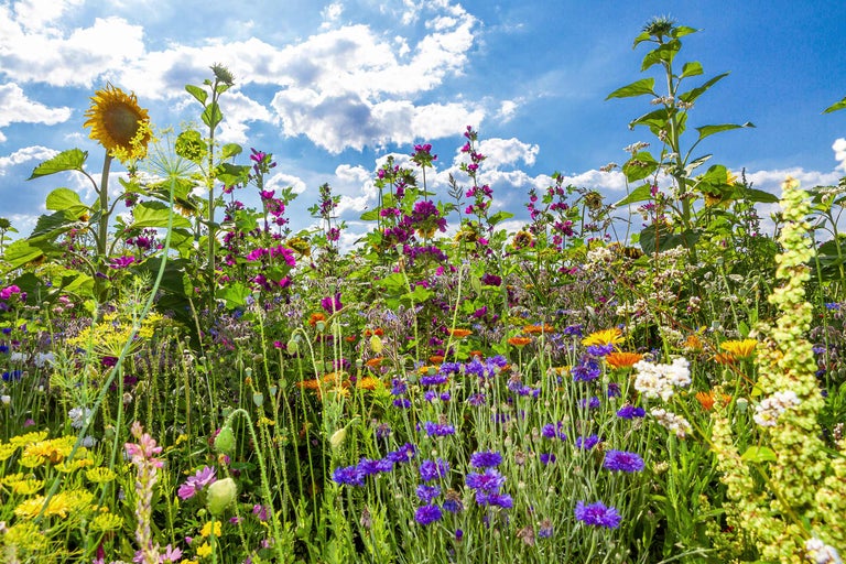 Bloemenweide met zonnebloemen, korenbloemen en andere wilde bloemen onder een blauwe lucht