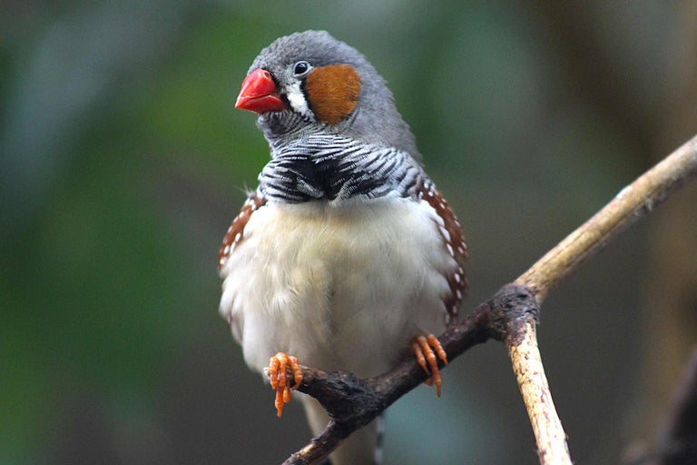 Een zebravink zit op een tak.
