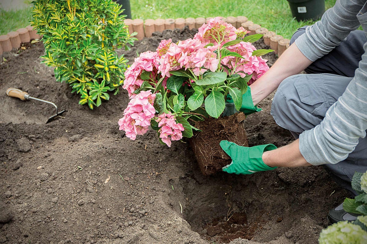 Een persoon plant een roze hortensia in een tuin.