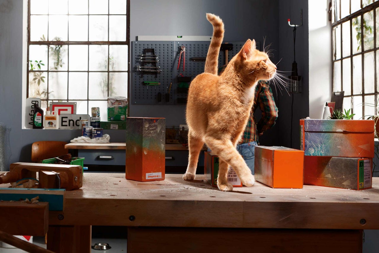 Werkplaats met houten werkbank, gereedschap, schroefverpakkingen en een speelse kat