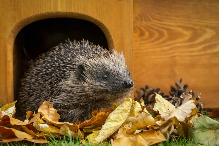 Egel in een houten huis met herfstbladeren