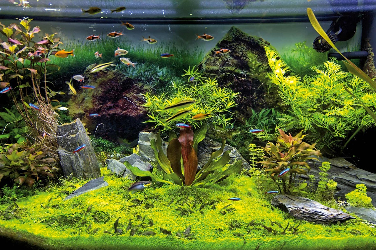Gedetailleerde opname van een aquarium met vissen, planten en decoraties