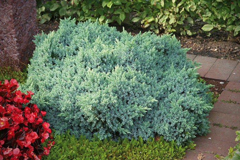 Jeneverbesstruik in de tuin