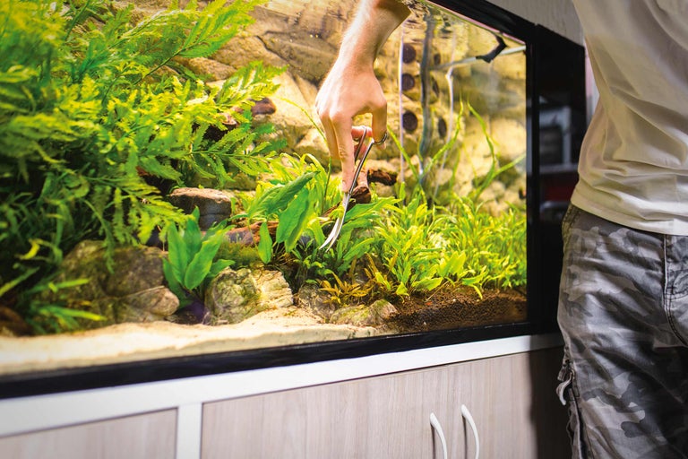 Aquarium met persoon die waterplanten snoeit met een schaar