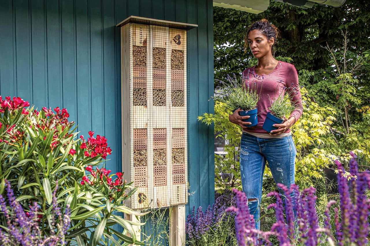 Foto van een insectenhotel aan een blauwe houten muur met een vrouw die twee lavendelplanten in potten vasthoudt.