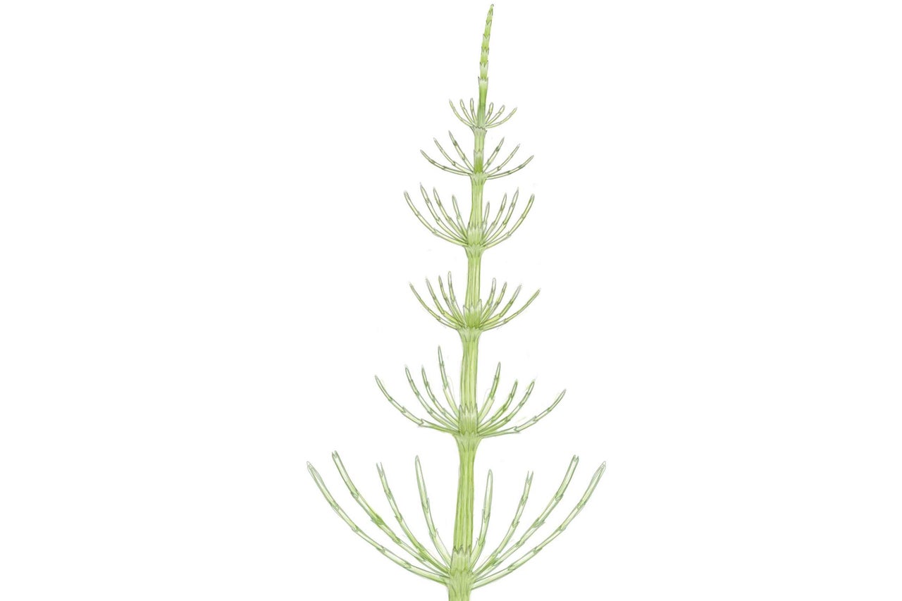 Illustratie van een heermoes plant