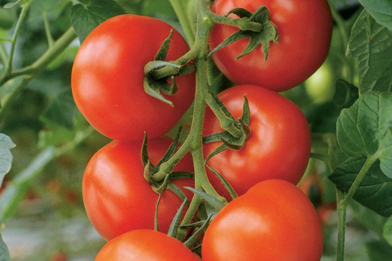 Rijpe tomaten aan de plant